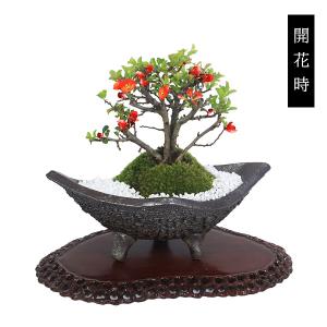 盆栽:長寿梅*(信楽焼黒釉平造舟型鉢) 寒水小...の詳細画像2