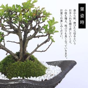 盆栽:長寿梅*(信楽焼黒釉平造舟型鉢) 寒水小...の詳細画像3