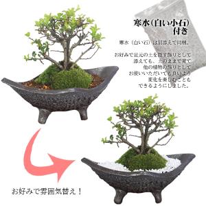 盆栽:長寿梅*(信楽焼黒釉平造舟型鉢) 寒水小...の詳細画像4