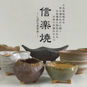 盆栽:長寿梅*(信楽焼黒釉平造舟型鉢) 寒水小...の詳細画像5