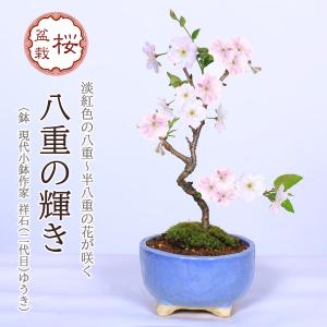 さくら盆栽：八重の輝き*(祥石(二代目)空色鉢) 苔付き＜2026年春開花予定＞桜サクラsakura鉢植え 和 お花見小品盆栽bonsai