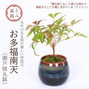 ミニ盆栽：お多福南天*（瀬戸焼丸鉢）苔付き お試し育てる鉢植え盆栽縁起なんてんナンテン 小品盆栽 bonsai