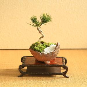 中品盆栽：津山桧【現品】*Tsuyama-Hinoki【送料無料】【大型ヤマト便