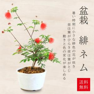 盆栽：緋ネム（瀬戸焼白鉢）*ひねむヒネム夏花合歓木育てる盆栽鉢植え bonsai