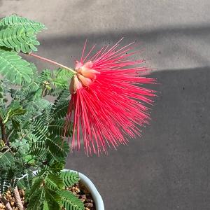 盆栽:緋ネム(瀬戸焼白鉢)*ひねむヒネム夏花合...の詳細画像1