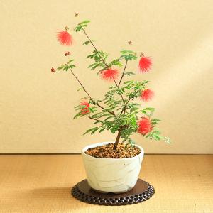 盆栽:緋ネム(瀬戸焼白鉢)*ひねむヒネム夏花合...の詳細画像2