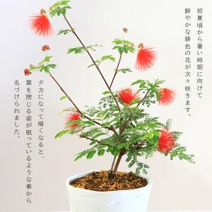 盆栽:緋ネム(瀬戸焼白鉢)*ひねむヒネム夏花合...の詳細画像3