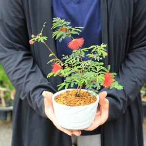 盆栽:緋ネム(瀬戸焼白鉢)*ひねむヒネム夏花合...の詳細画像4