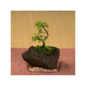ミニ盆栽:楓石付け*