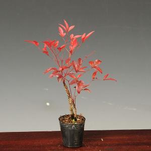 プチ苗：南天（赤南天・白南天・紅白南天）