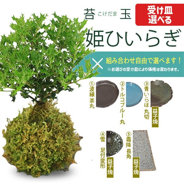 受け皿選べる 苔玉雑木シリーズ：苔玉 姫ひいらぎ* 姫柊ヒメヒイラギオリジナル苔玉こけだまセット割 ...