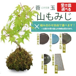 受け皿選べる 苔玉雑木シリーズ：苔玉 出猩々もみじ* モミジオリジナル