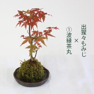 受け皿選べる 苔玉雑木シリーズ:苔玉 出猩々も...の詳細画像1