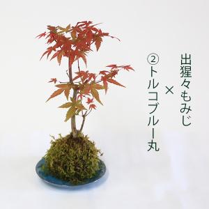 受け皿選べる 苔玉雑木シリーズ:苔玉 出猩々も...の詳細画像2