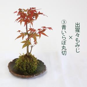 受け皿選べる 苔玉雑木シリーズ:苔玉 出猩々も...の詳細画像3