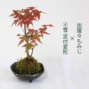 受け皿選べる 苔玉雑木シリーズ:苔玉 出猩々も...の詳細画像4