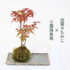 受け皿選べる 苔玉雑木シリーズ:苔玉 出猩々も...の詳細画像5