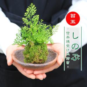 苔玉：シノブ（受け皿付）* しのぶ納涼bonsai