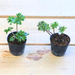 苗：山野草　ツワブキ　福寿牡丹 *つわぶき　さんやそう｜y-bonsai