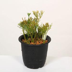 現代小鉢：昭山 足付モッコ鉢【現品】*shouzan 12.4cm : 遊恵盆栽