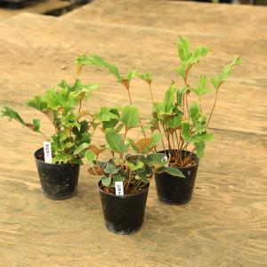 チャーム（charm） （山野草）シダ（羊歯）斑入りヒトツバ 黄金錦 3号