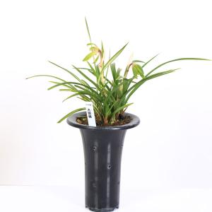 古典園芸植物:日本春蘭 「大雪嶺」(だいせつれい...の商品画像