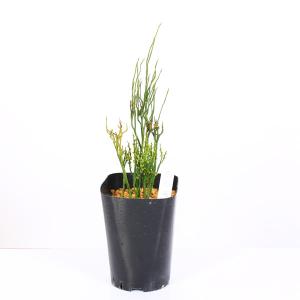 古典園芸植物：松葉蘭（マツバラン）「東洋角」*まつばらん