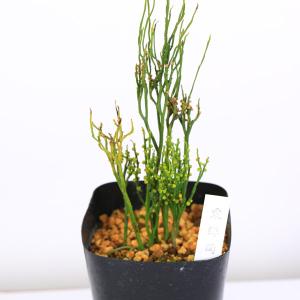 古典園芸植物:松葉蘭(マツバラン)「東洋角」*...の詳細画像1