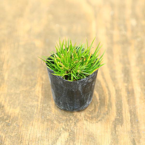 苗：山野草　ビロードセキショウ * 天鵞絨石菖 せきしょう