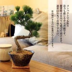 小品盆栽:五葉松(瀬戸焼変形鉢)* 祝い ギフ...の詳細画像1