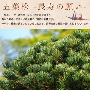 小品盆栽:五葉松(瀬戸焼変形鉢)* 祝い ギフ...の詳細画像3