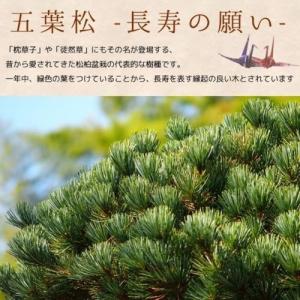 小品盆栽:五葉松(瀬戸焼小鉢)*受け皿付き 鉢...の詳細画像2