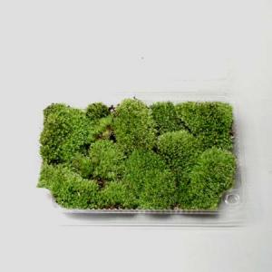 盆栽小鉢：美芸（常滑）六角鬼面足面付鉢 15.5cm*資材 : 遊恵盆栽