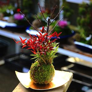 盆栽 特選：皐月(明美の月)現品*さつき サツキ Satsuki bonsai 小品