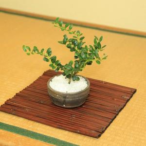 飾・地板:アジイーマット正方S*20cm 小 資材の詳細画像1