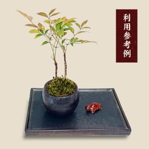 置物 添景:信楽焼き亀(カメ) 飴色*資材の詳細画像2