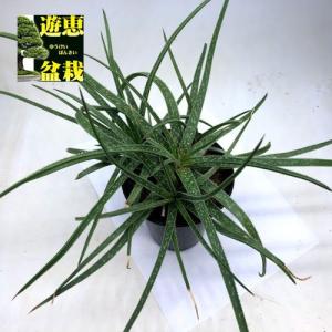 多肉植物：アロエ　パルブラhyb.*幅30ｃｍ｜y-bonsai