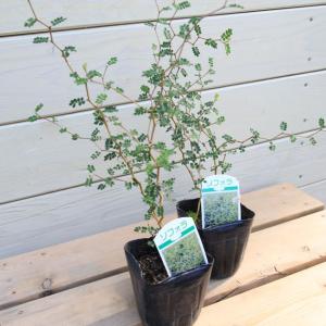 盆栽 特選：皐月(晃山)*現品 サツキ さつき Satsuki bonsai 大品盆栽
