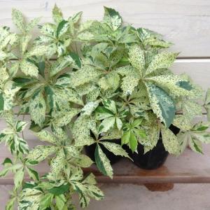 カラーリーフ苗：アメリカヅタ（バージニアヅタ）斑入り*2個セット　