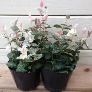 カラーリーフ苗：ハツユキカズラ*　　　2個セット　はつゆきかずら　初雪かずら