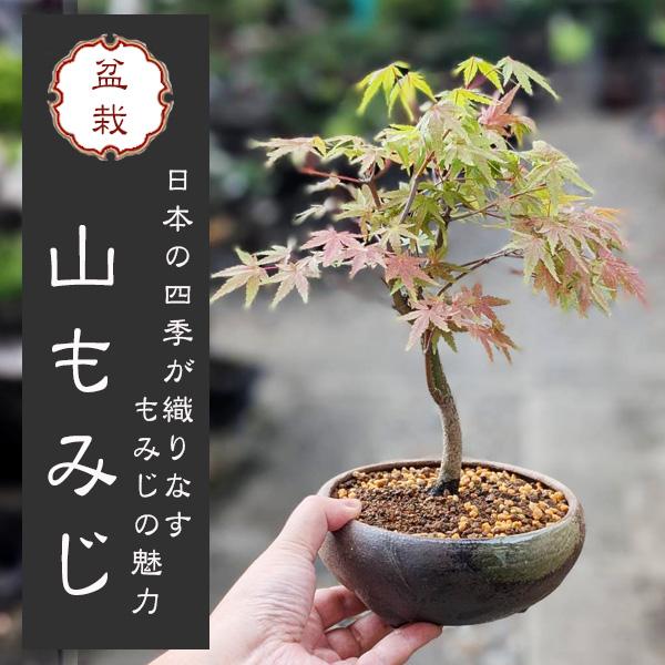 小品盆栽：山もみじ(瀬戸焼三彩鉢)*和 鉢植え 紅葉狩り  プレゼントbonsai