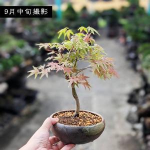 まだ間に合う敬老の日ギフトにも 小品盆栽:山も...の詳細画像2