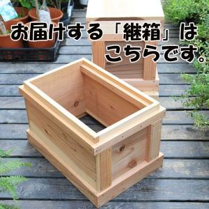 巣箱:石田式 ニホンミツバチ捕獲箱(継箱)*(本格巣箱が必要...