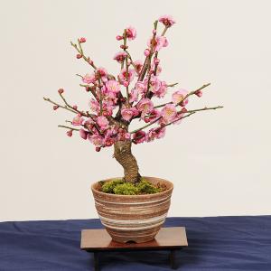 小品盆栽:紅梅(信楽焼刷毛目鉢)* (2026...の詳細画像1