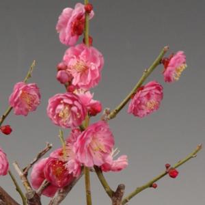 小品盆栽:紅梅(信楽焼刷毛目鉢)* (2026...の詳細画像2