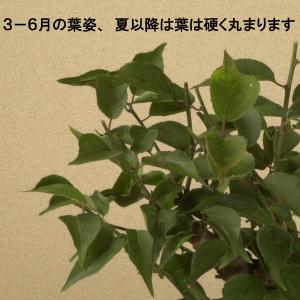 小品盆栽:紅梅(信楽焼刷毛目鉢)* (2026...の詳細画像3