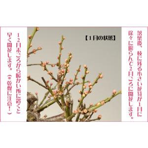 小品盆栽:紅梅(信楽焼刷毛目鉢)* (2026...の詳細画像4