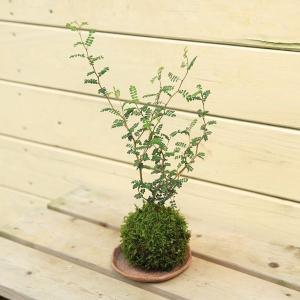 盆栽 特選：ネズミモチ（鼠糯） 現品*ねずみもち Ligustrum japonicum