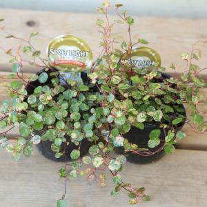 観葉植物:フペルジア ゴエベリー*吊り鉢 : 遊恵盆栽 Yahoo!店 - 通販
