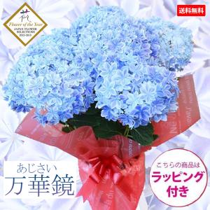 出荷　紫陽花：アジサイ（万華鏡）*ラッピング付 鉢植え